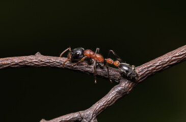 Bi-coloured Arboreal ant or Tetraponera rufonigra on branch with dark background in Thailand, They are active hunters and hunt small insects and distributed across Asia.