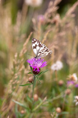 butterfly on a violet flower. biodiversity and species conservation.