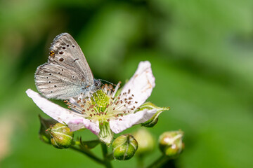 butterfly on a flower. Biodiversity and species conservation
