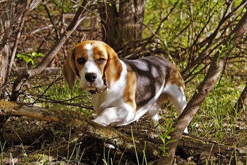 beagle in the grass