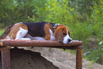 beagle dog sitting on a bench