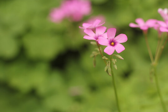 Close-up shot of pink Oxalis Rubra flowers in the garden.
