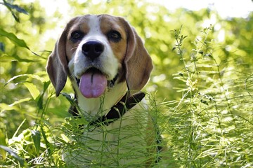 beagle dog in the grass