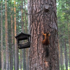 squirrel in the tree