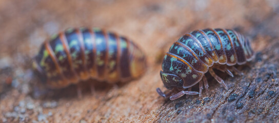 Closeup of a common pill-bug, Armadillidium pulchellum