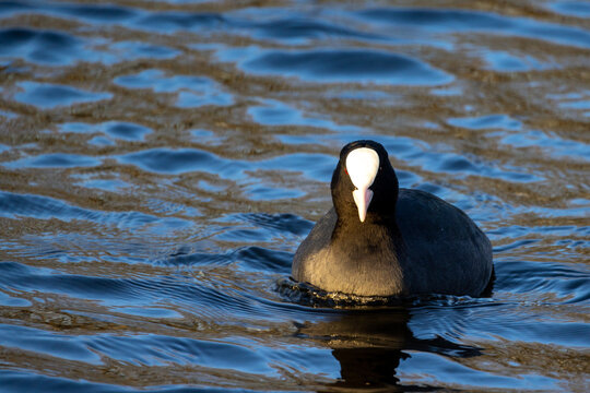 A wild duck in a city pond. Eurasian Coot or lyska, Latin Fulica atra, is a small waterfowl with a white beak in the water of the city reservoir on a sunny day. High quality photo