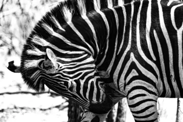 Keuken spatwand met foto Grayscale portrait of a zebra © Qv/Wirestock Creators