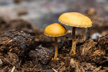 Closeup shot of brown mushrooms