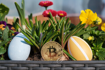 Obraz na płótnie Canvas bitcoin coin stands Next to two easter eggs in a flower box