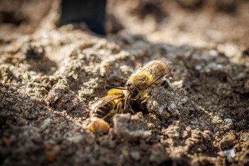close up of sand bees on the ground