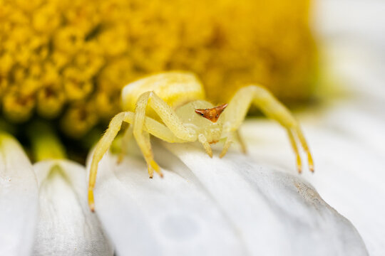 Closeup shot of a crub spider on a daisy flower