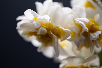 Closeup of beautiful narcissus flowers on a dark background - obrazy, fototapety, plakaty