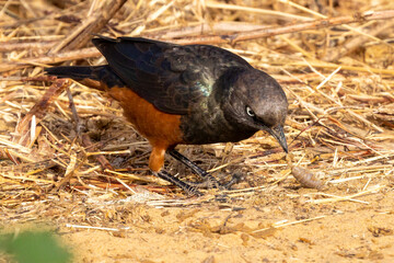 Ein Rotbauchglanzstar hat einen Skorpion erbeutet