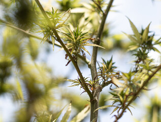 Marijuana leaf on bokeh background, marihuna for medicinal purposes,CBD. Hemp plant.