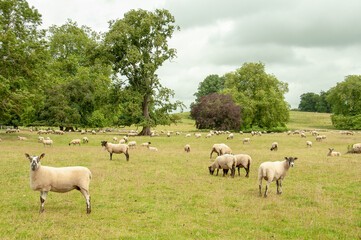 Obraz na płótnie Canvas Sheep and lambs