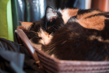 śpiący kot w koszyku - obrazy, fototapety, plakaty