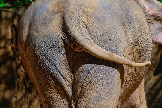 Close-up shot of an elephant  tail