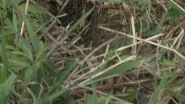 field mouse on a meadow