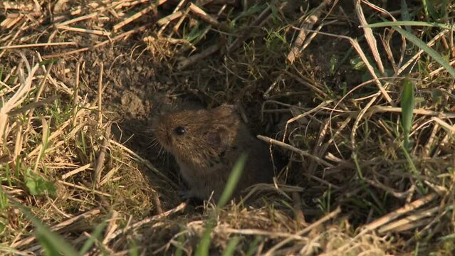 field mouse on a meadow
