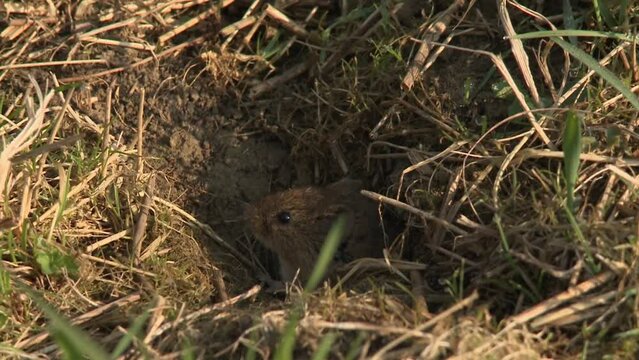 field mouse on a meadow