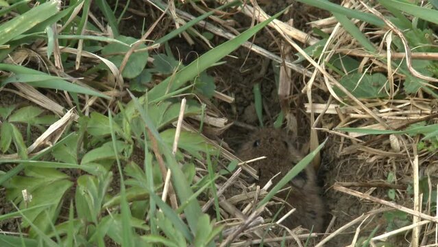 field mouse on a meadow