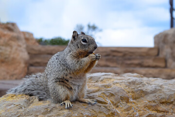 Squirrel in the park