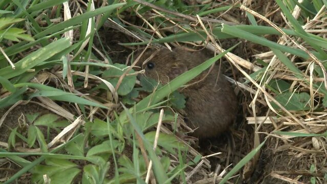 field mouse on a meadow