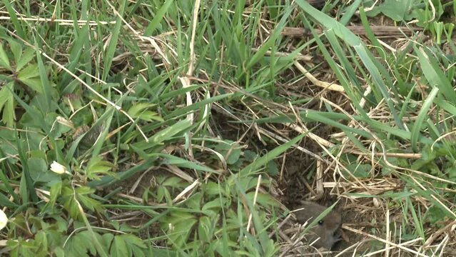 field mouse on a meadow