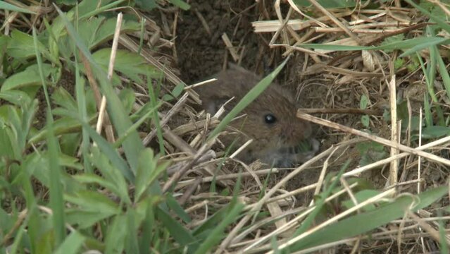 field mouse on a meadow