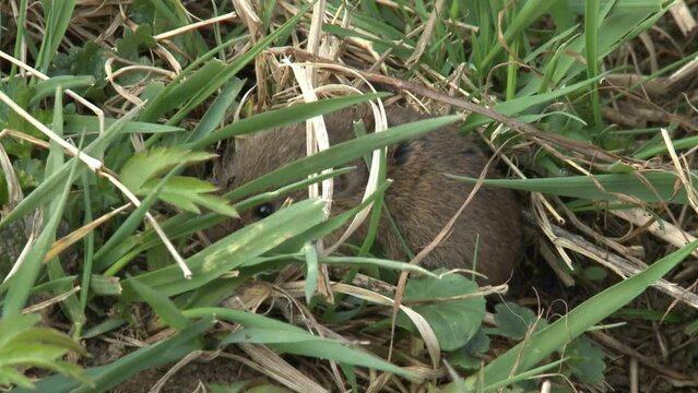 field mouse on a meadow
