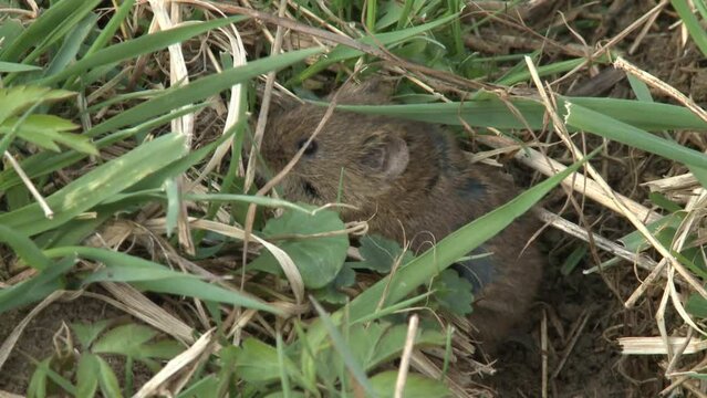 field mouse on a meadow