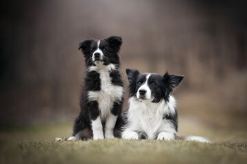 Border Collie Dogs - Mother and Daughter Puppy photo