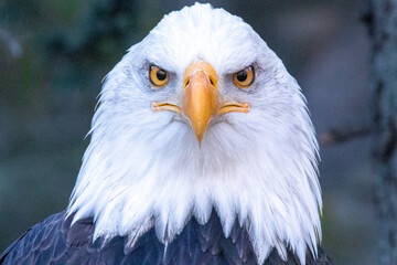 Closeup shot of the Eagle on the blurred background