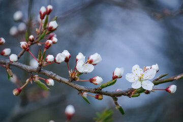 A cherry tree branch of springtime blooming white flowers. Prunus cerasus