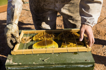 Beekeeper working with beehive frame full of honey bee comb