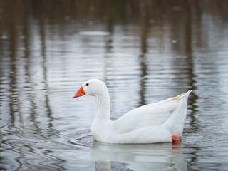 wild white goose in the river.