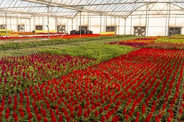 Fotobehang indoor floral farming in qatar during summer and winter seasons. © MSM