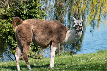 Lama broutant, attaché