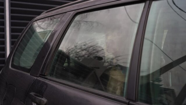 Blue-haired short-haired dog look through car window and barks. Close up view of lonely weimaraner breed patiently waiting for his owner inside car. Hunting dog with hanging ears is left alone in lock