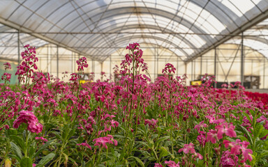 indoor floral farming in qatar during summer and winter seasons.