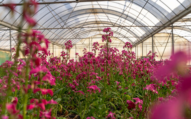 Fototapeta na wymiar indoor floral farming in qatar during summer and winter seasons.