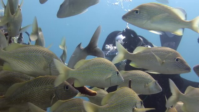 School of tropical fish (Trevally) and colorful corals under the pier. Scuba diving in the blue ocean, underwater video. Corals and fishes, marine wildlife in Bahamas.