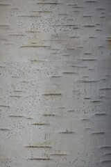 White young birch bark close-up natural background texture