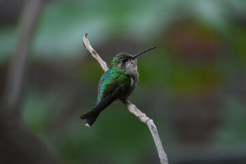 Fototapeta na wymiar hummingbird on a branch