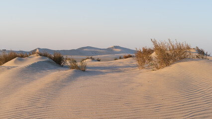 Fototapeta na wymiar plants grown on top small dune mountains at sealine dunes area.