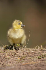 Gössel von der Graugans Küken