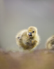 Gössel von der Graugans Küken