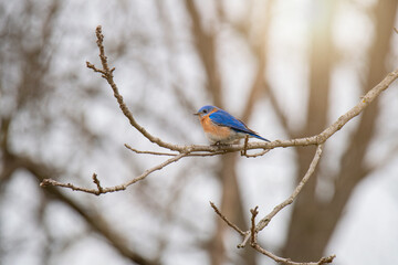 Easter male bluebird