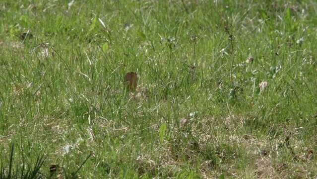 stoat on a meadow 
