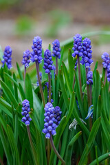 Fototapeta premium Beautiful blue grape hyacinth muscari aucheri flowers on blurred background
